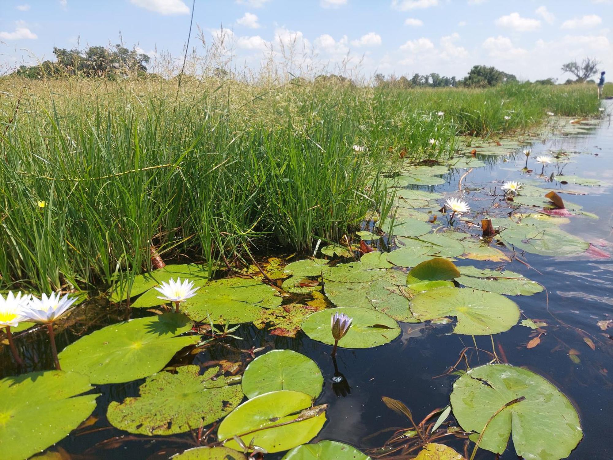 Golentle Home Stay Maun Bagian luar foto